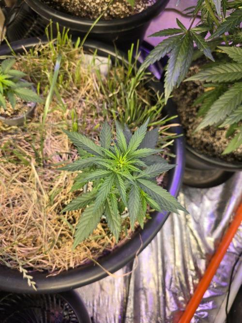 Epsilon F1 Auto (no2). Week 3