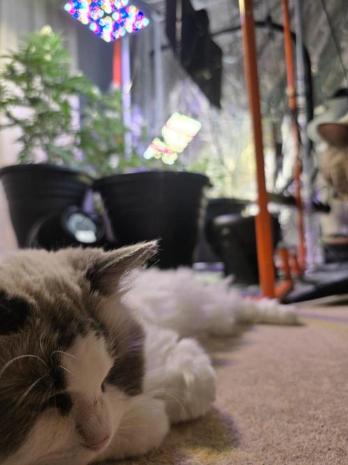 Atlas F1 & Epsilon F1 (no1). Week 7 - Old Girl loves the grow room.