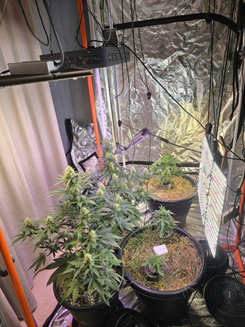 Atlas F1 & Epsilon F1 (no1). Week 7 - Replaced Quantum Boards with a 200W LumaLight for better coverage.