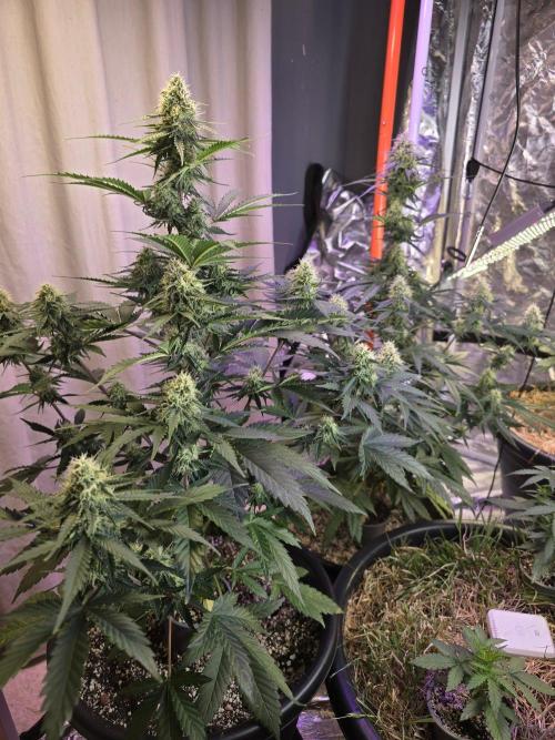 Atlas F1 & Epsilon F1 (no1). Week 7