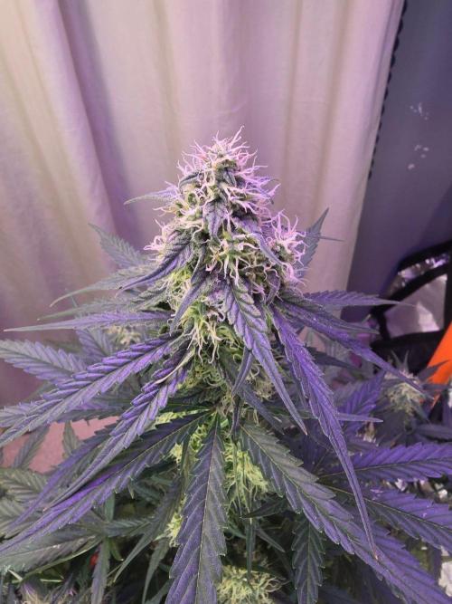 Atlas F1 & Epsilon F1 (no1). Week 7 - Fantastic Growth for a week