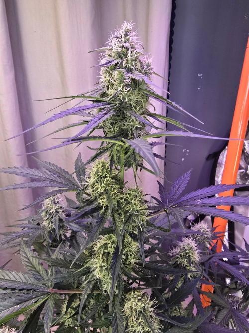 Atlas F1 & Epsilon F1 (no1). Week 7