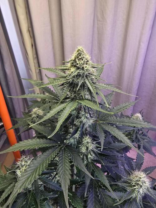 Atlas F1 & Epsilon F1 (no1). Week 7 - Terps are now smelling.