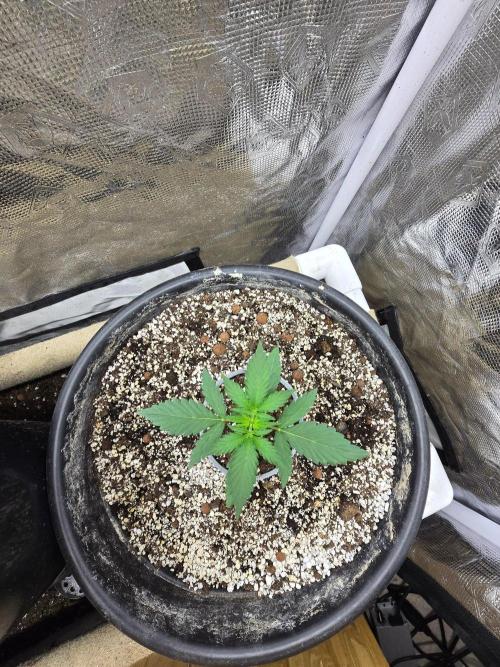 Gaia F1 Auto. Week 3