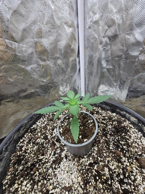 Gaia F1 Auto. Week 3