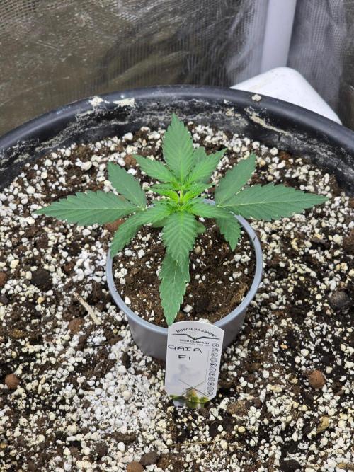 Gaia F1 Auto. Week 3