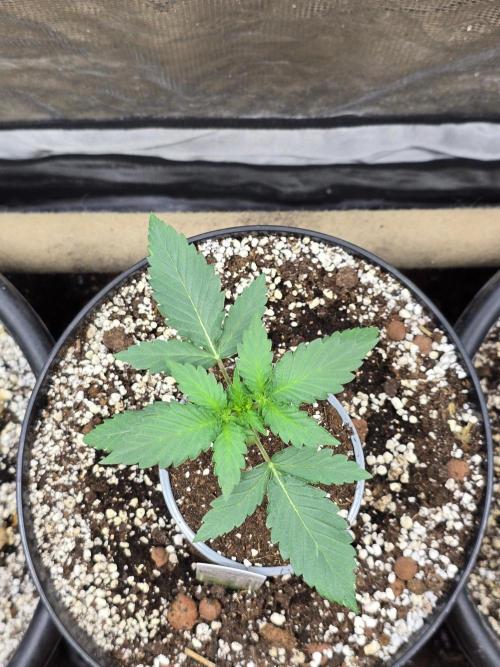 Apple Fritter Auto. Week 3