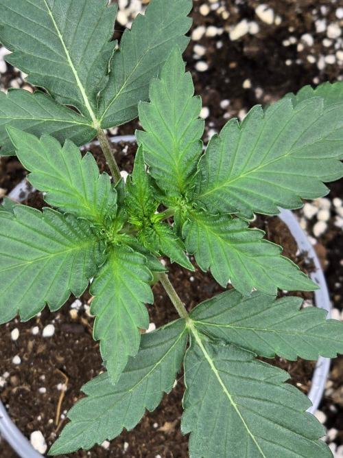 Apple Fritter Auto. Week 3