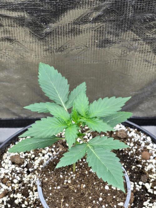 Apple Fritter Auto. Week 3