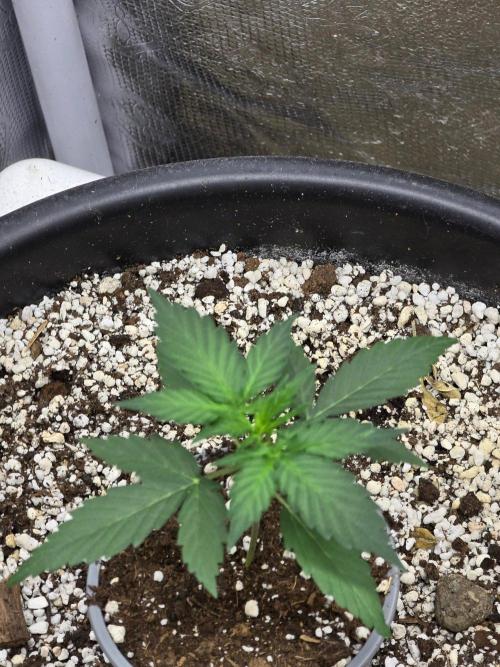 Atlas F1. Week 3
