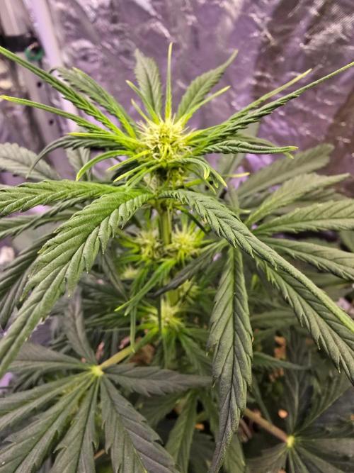 Auto Glueberry O.G.. Week 5