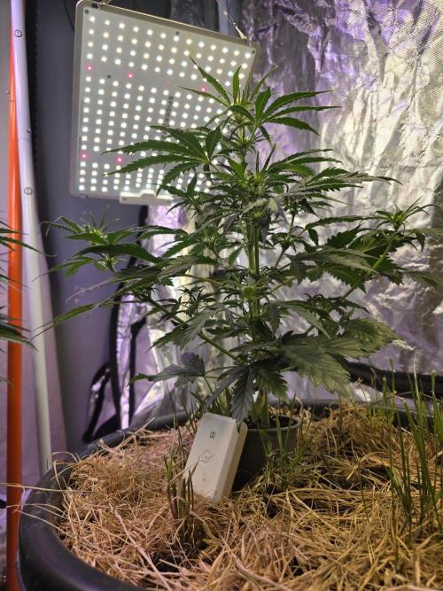 Auto Glueberry O.G.. Week 5