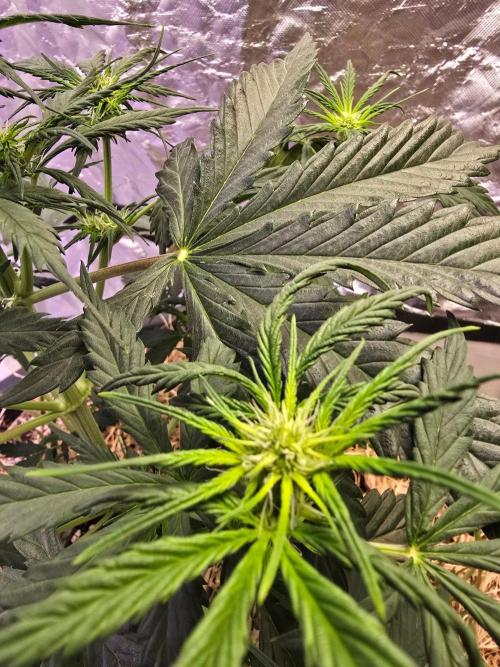 Auto Glueberry O.G.. Week 5