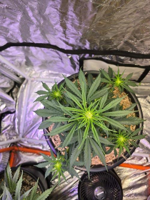 Auto Glueberry O.G.. Week 5
