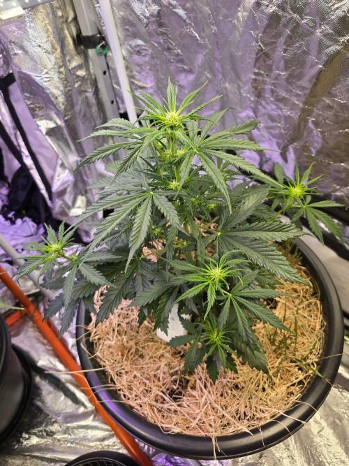 Auto Glueberry O.G.. Week 5