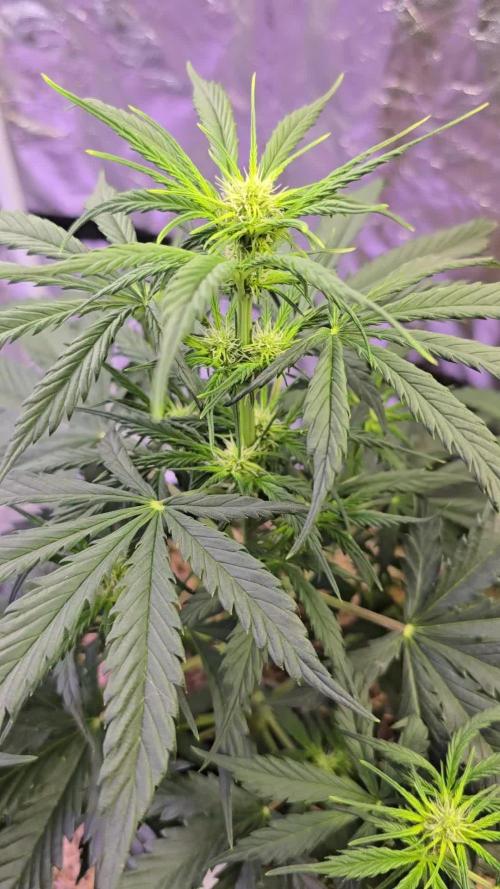 Auto Glueberry O.G.