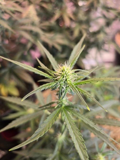 Epsilon F1 Auto (no2). Week 4