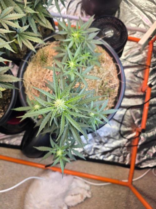 Epsilon F1 Auto (no2). Week 4