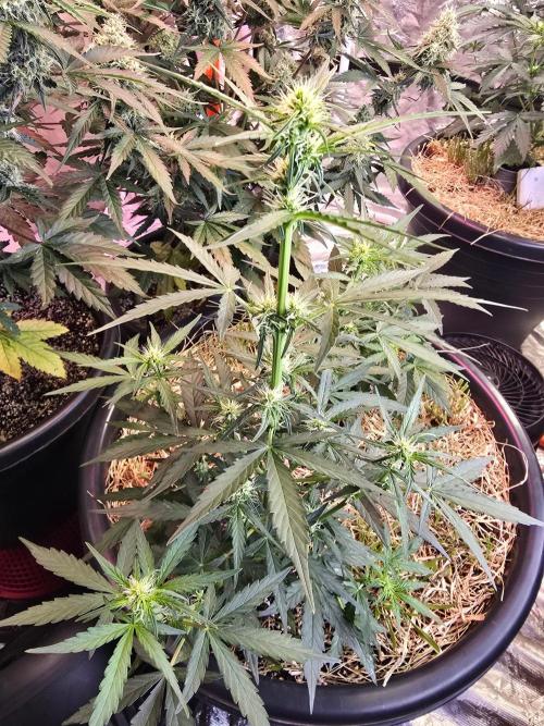 Epsilon F1 Auto (no2). Week 4