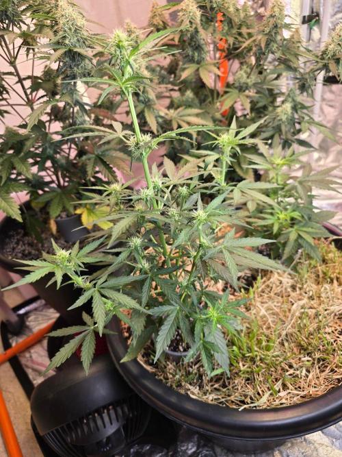 Epsilon F1 Auto (no2). Week 4