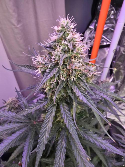 Atlas F1 & Epsilon F1 (no1). Week 9 - Atlas 27/09