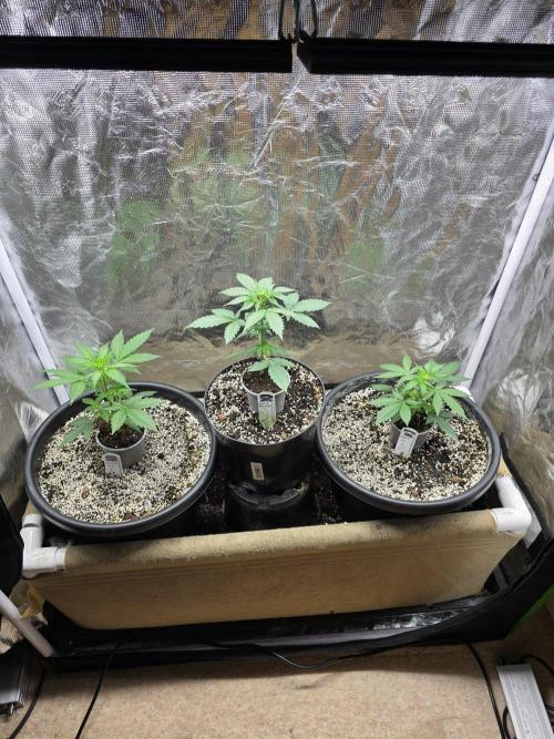 Atlas F1. Week 4 - Atlas on the left.