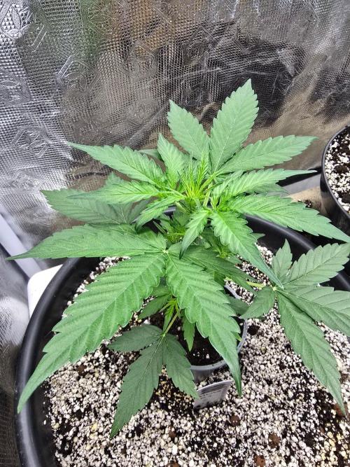Atlas F1. Week 4