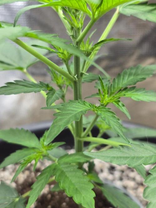 Atlas F1. Week 4