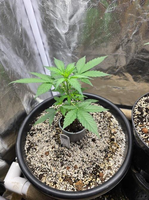 Atlas F1. Week 4