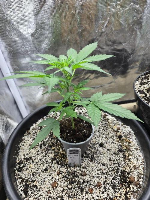 Atlas F1. Week 4