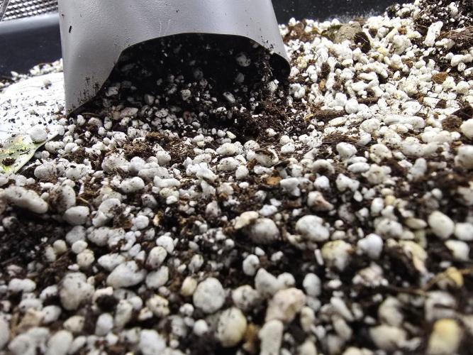Atlas F1. Week 4 - Roots look like the were uneffected
