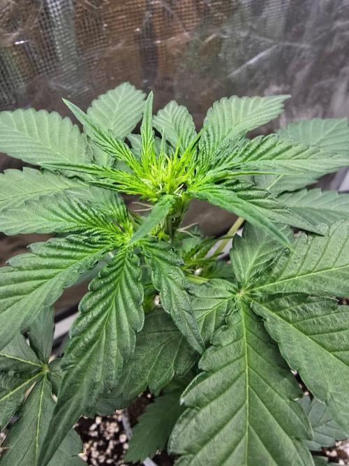 Apple Fritter Auto. Week 4