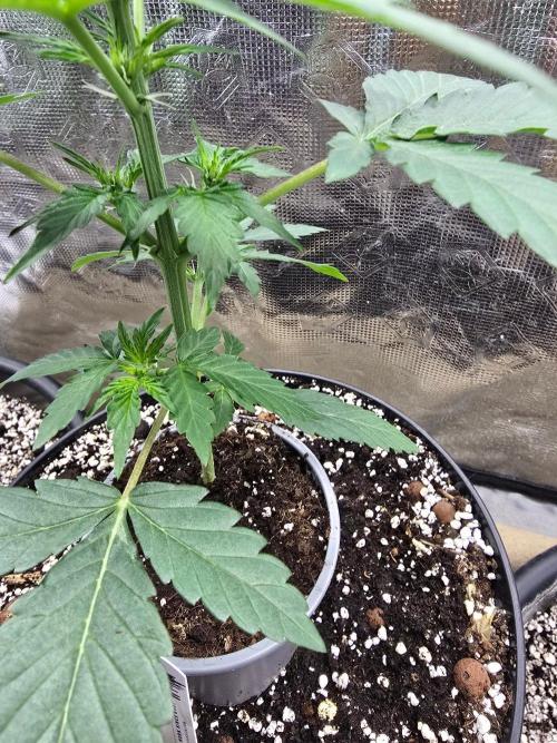 Apple Fritter Auto. Week 4