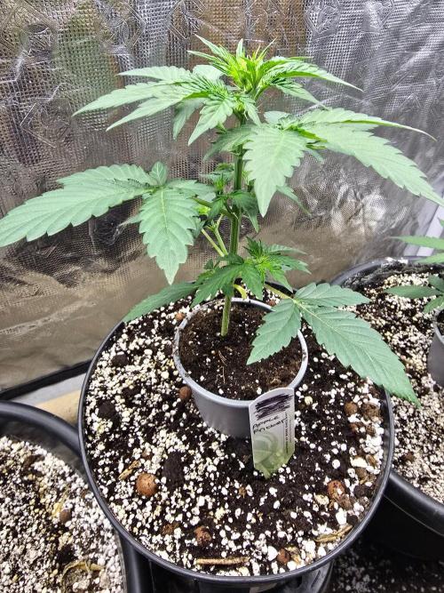 Apple Fritter Auto. Week 4