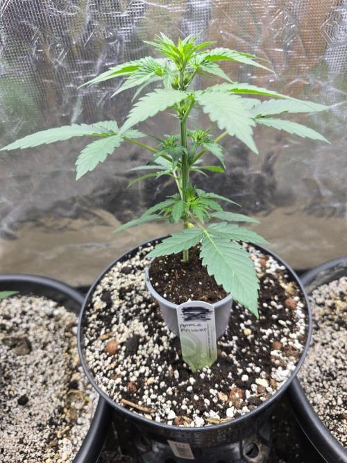 Apple Fritter Auto. Week 4