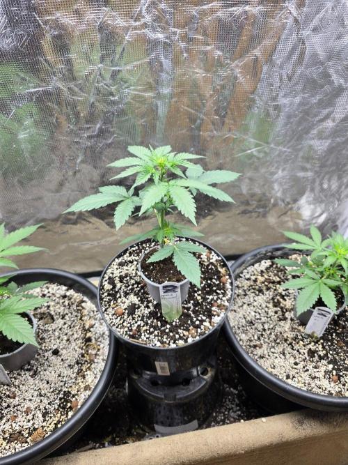 Apple Fritter Auto. Week 4