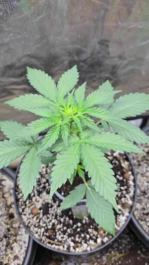 Apple Fritter Auto