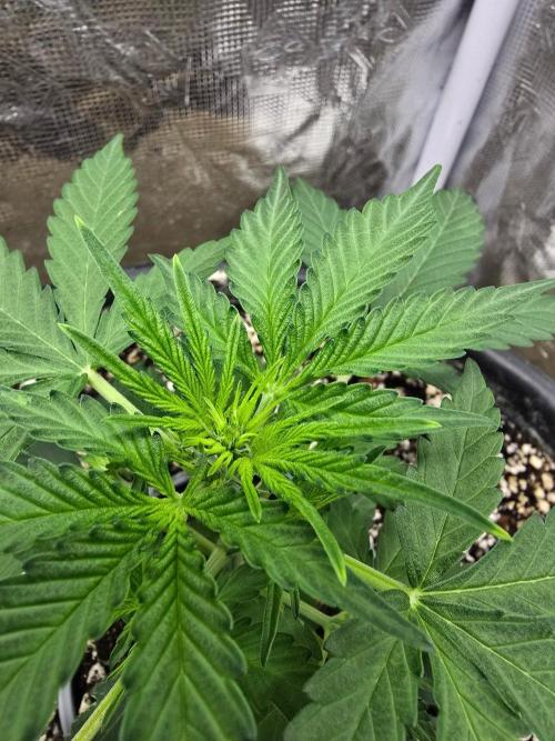 Gaia F1 Auto. Week 4