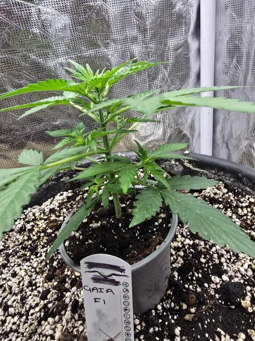 Gaia F1 Auto. Week 4