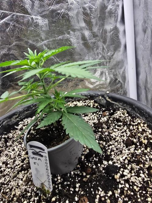Gaia F1 Auto. Week 4