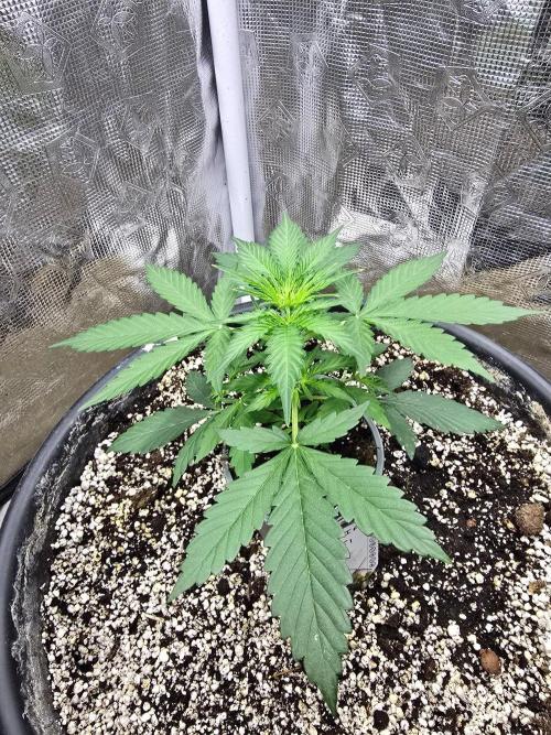 Gaia F1 Auto. Week 4