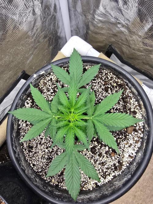 Gaia F1 Auto. Week 4