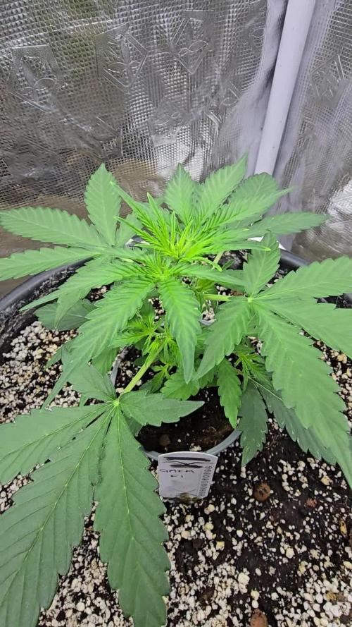 Gaia F1 Auto