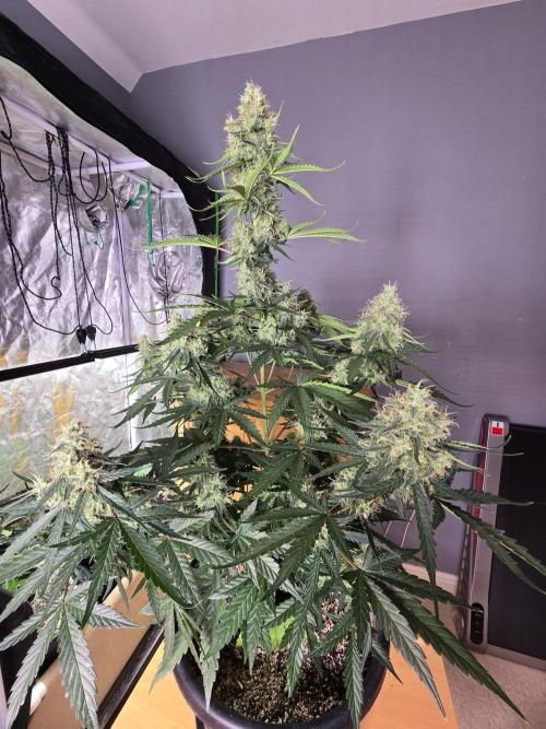 Atlas F1 & Epsilon F1 (no1). Week 10