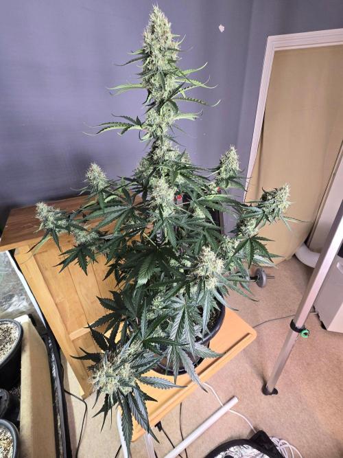 Atlas F1 & Epsilon F1 (no1). Week 10