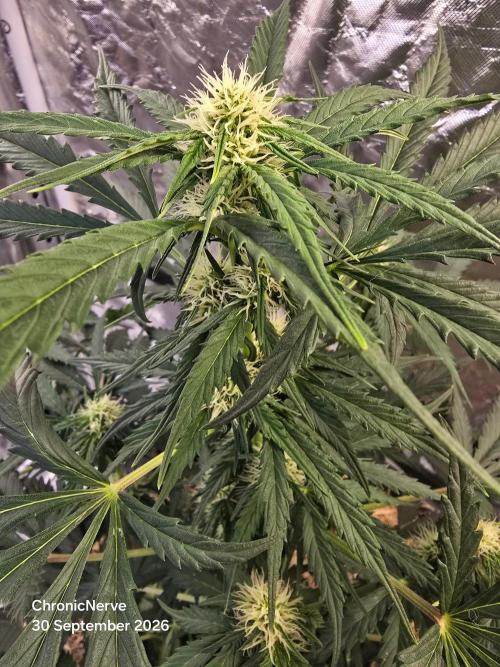 Auto Glueberry O.G.. Week 6