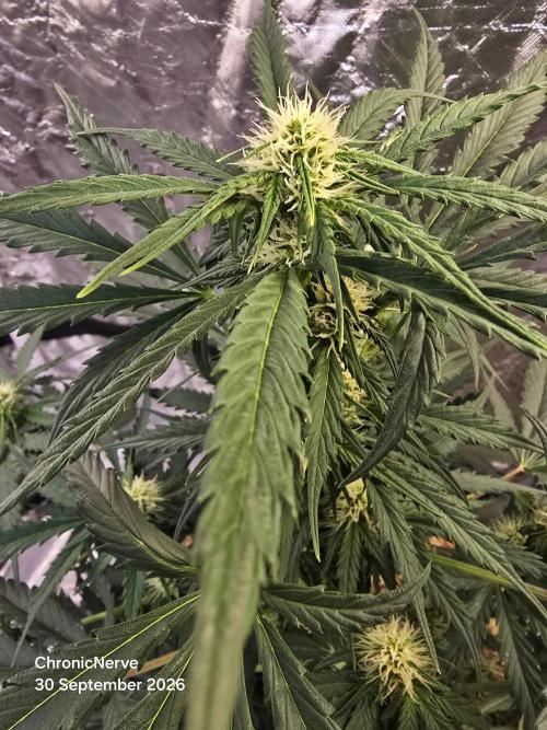 Auto Glueberry O.G.. Week 6
