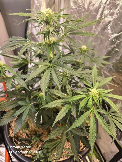 Auto Glueberry O.G.. Week 6