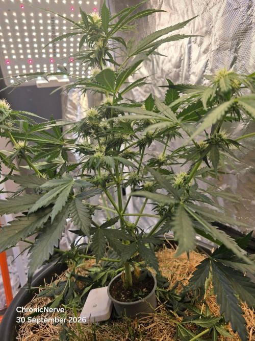 Auto Glueberry O.G.. Week 6