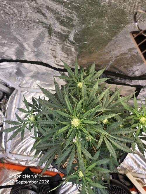 Auto Glueberry O.G.. Week 6